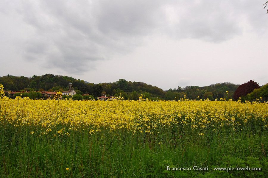 14 Fiori gialli a Sombreno.jpg